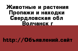 Животные и растения Пропажи и находки. Свердловская обл.,Волчанск г.